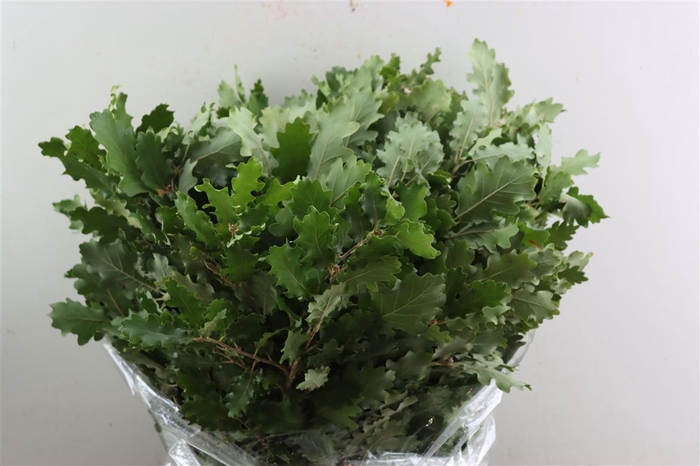 <h4>Eik Mini P Bunch</h4>