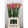 Nerine Candy Crush