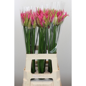 Nerine Candy Crush