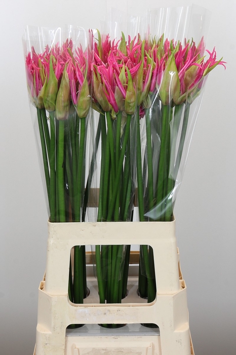 <h4>Nerine Candy Crush</h4>