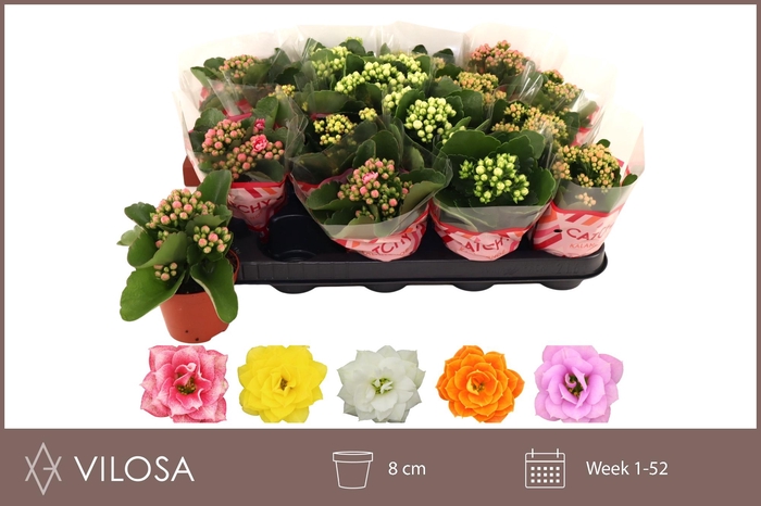 <h4>KAL GE GEM 5 KL</h4>