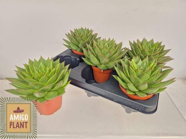 <h4>ECHEV AGAV EBONY P10.5</h4>