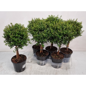 MYRTUS COM