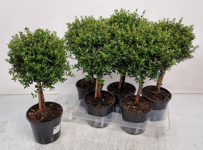 <h4>MYRTUS COM</h4>