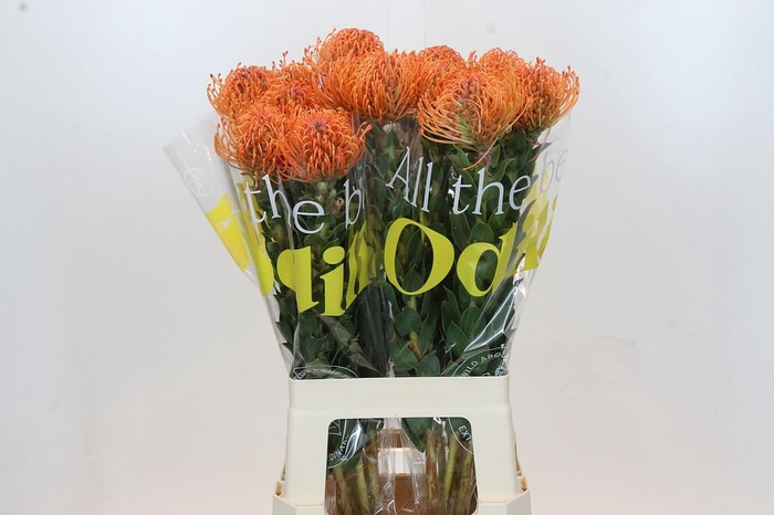 Nutans Ayoba Mandarin Zest