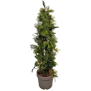 Acacia Mimosa Daelbata Pyramid - 801