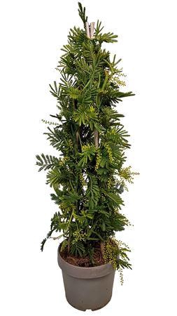 <h4>Acacia Mimosa Daelbata Pyramid - 801</h4>