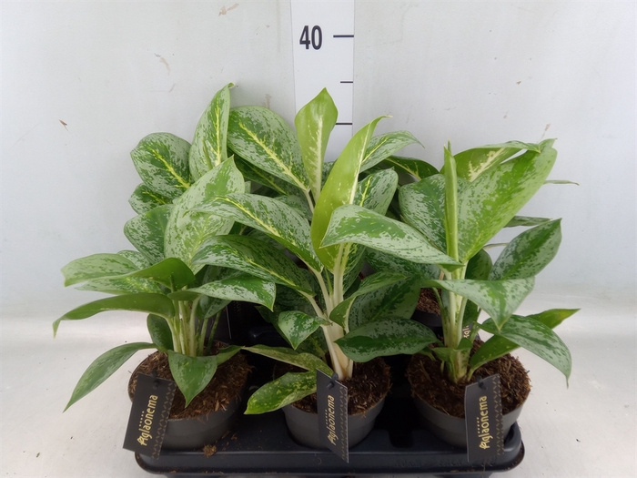 <h4>Aglaonema  'Lemon Mint'</h4>