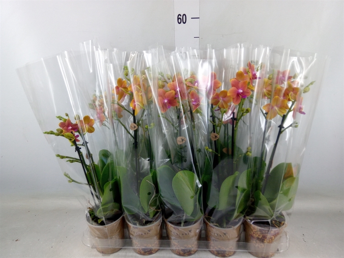 <h4>Phalaenopsis multi.   ...orange</h4>