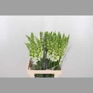 Antirrhinum Po White