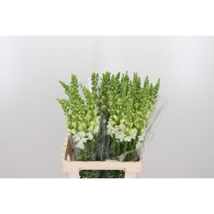Antirrhinum Po White