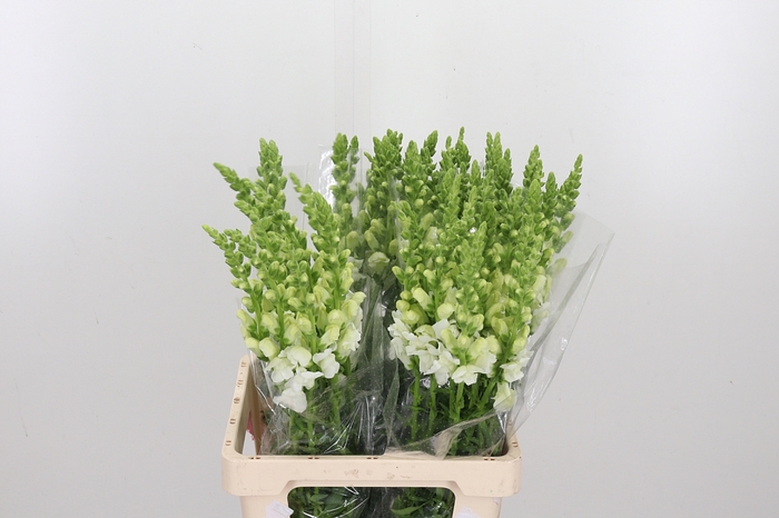 <h4>Antirrhinum Po White</h4>