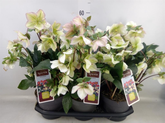 <h4>Helleborus   ...</h4>