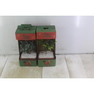 BONSAI JUNIOR VASO PLASTICO 1.1L