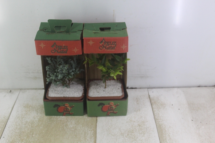 <h4>BONSAI JUNIOR VASO PLASTICO 1.1L</h4>