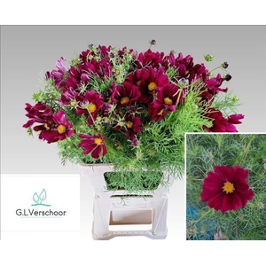 Cosmos Red