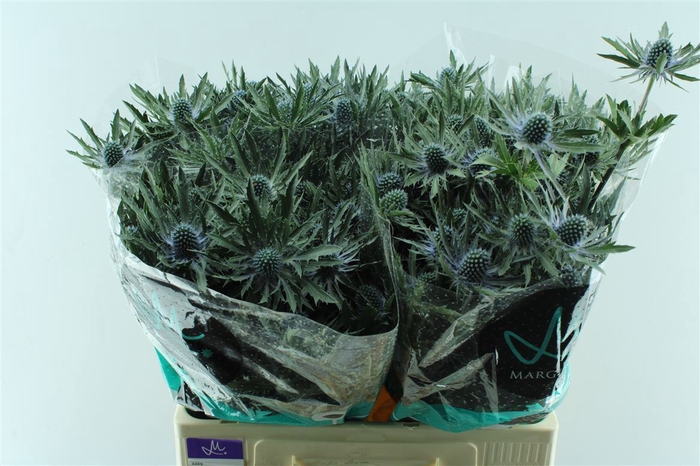 <h4>Eryngium Orion Qstar</h4>