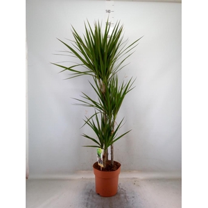 Dracaena marg.
