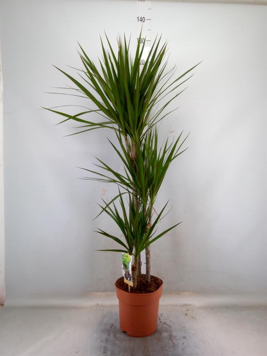 <h4>Dracaena marg.</h4>