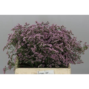Limonium Saf Oshi Pink