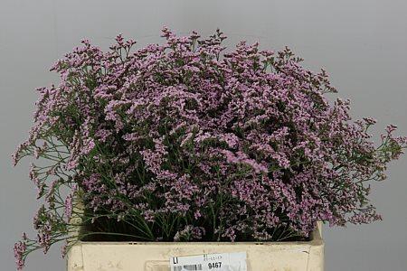<h4>Limonium Saf Oshi Pink</h4>
