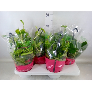 Epipremnum pinn. 'Global Green'