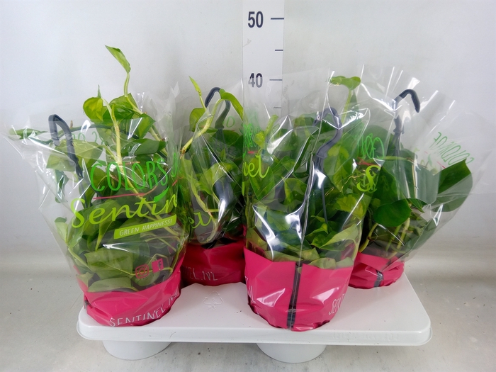 <h4>Epipremnum pinn. 'Global Green'</h4>