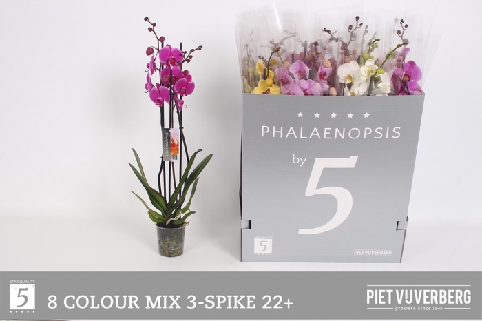 <h4>PHAL GEM 8 KL</h4>