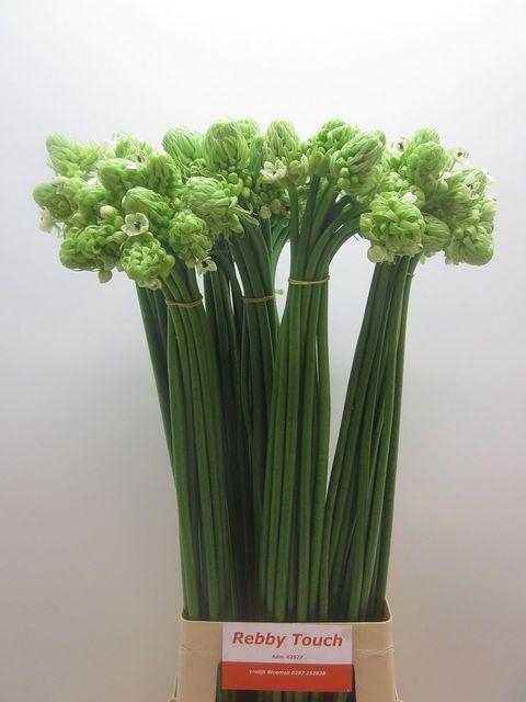 <h4>Ornithogalum saundersiae</h4>