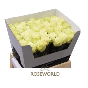 R Gr White Naomi A2 Roseworld