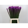 Liatris Callilepis