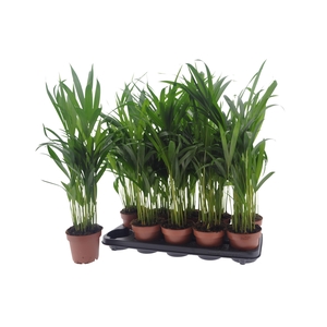 Areca lutescens 12Ø 50cm 15pp
