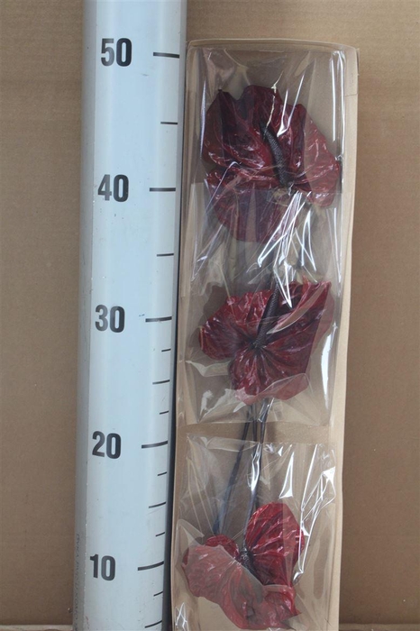 <h4>Japan Deco Anthurium Burgundy 3 Pcs</h4>