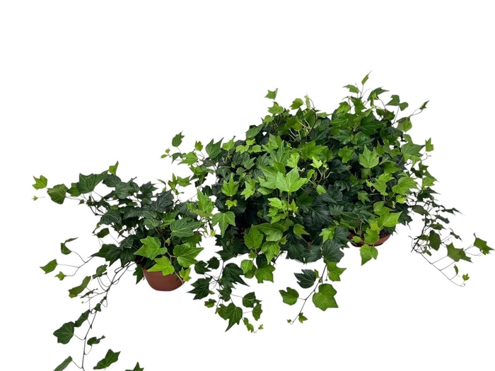 <h4>HED HE GREEN RIPPLE</h4>