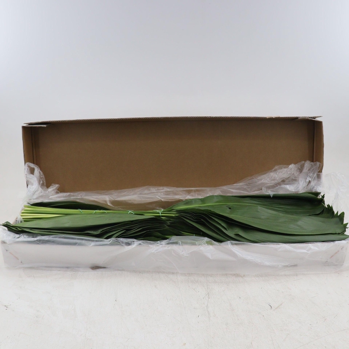 <h4>Aspidistra Elatior</h4>