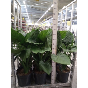 Alocasia cucullata