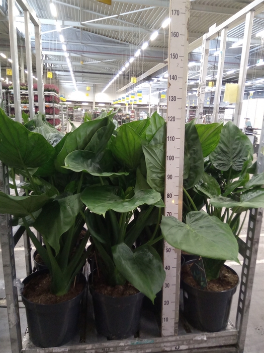 <h4>Alocasia cucullata</h4>