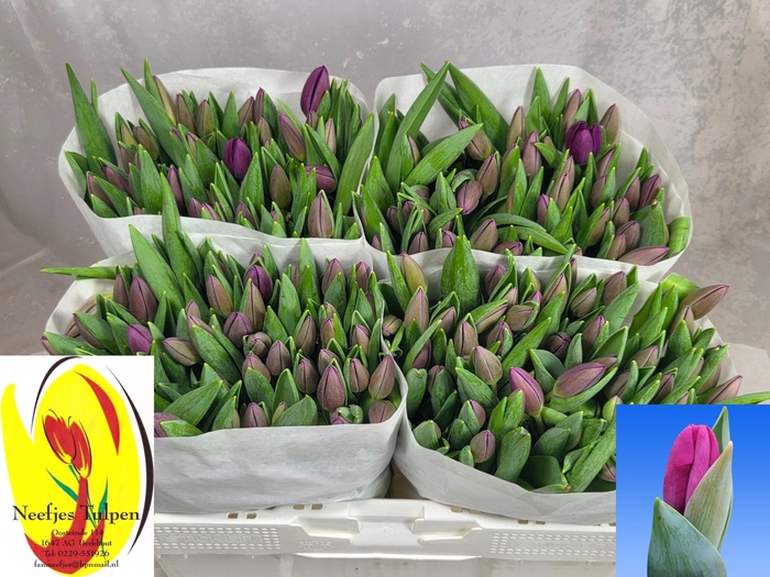 <h4>TU EN ROESKA</h4>