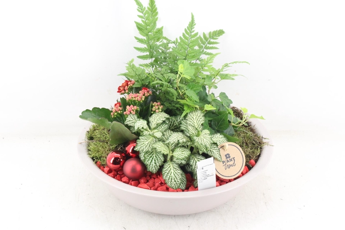 <h4>arr2 PL - Zink taupe schaal - rood</h4>