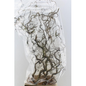 Corylus Av Contorta 140cm X5