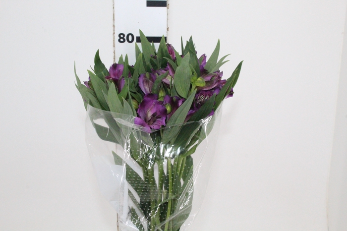 <h4>ALSTROEMERIA XANADU 080 CM ROXO</h4>