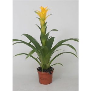 Guzmania 'Desire'