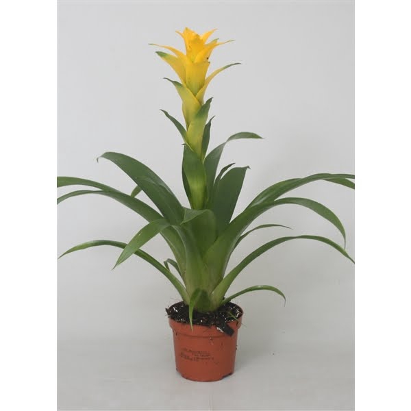 <h4>Guzmania 'Desire'</h4>