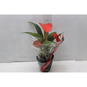 ANTHURIUM SCHERZERIANUM CHRISTINE P15
