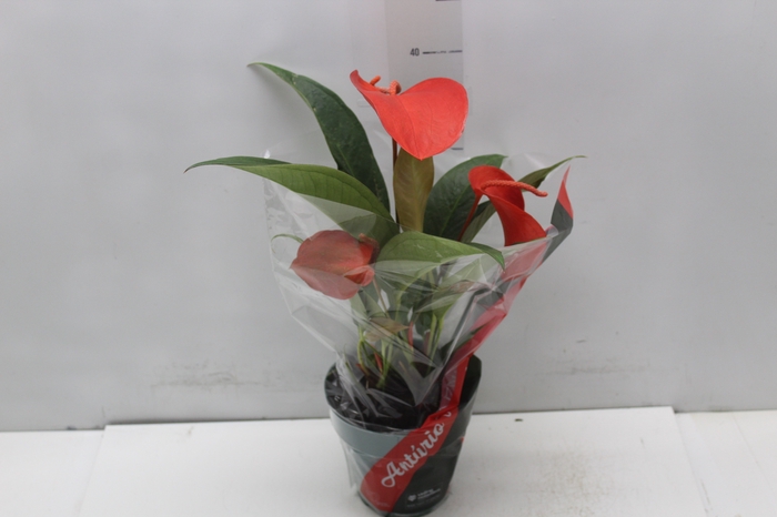 <h4>ANTHURIUM SCHERZERIANUM CHRISTINE P15</h4>