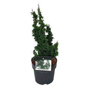 Thuja occ. Primo