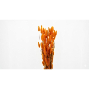 Dried Bleached Lagurus Orange 100gr