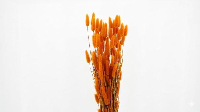 <h4>Dried Bleached Lagurus Orange 100gr</h4>
