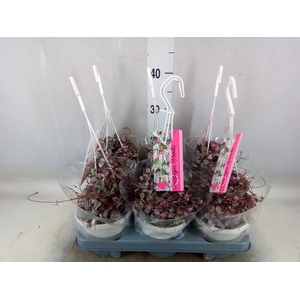 Ceropegia woodii 'Variegata'