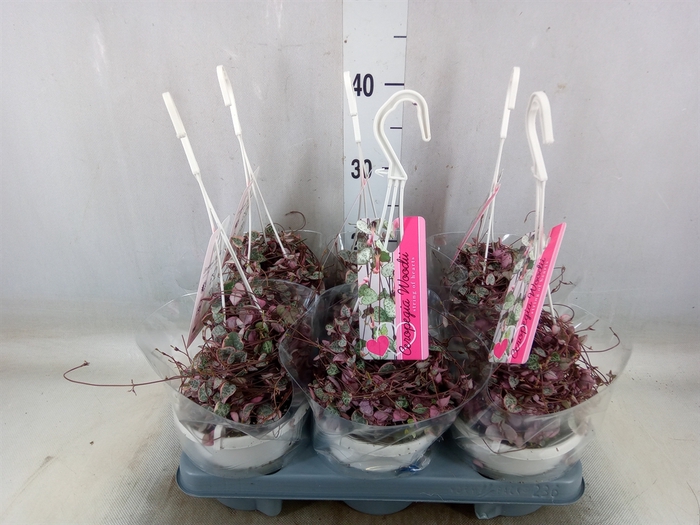 <h4>Ceropegia woodii 'Variegata'</h4>